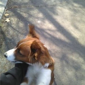 Meet your Posher, Angel